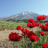 fl of damavand, Damavand (دماوند)