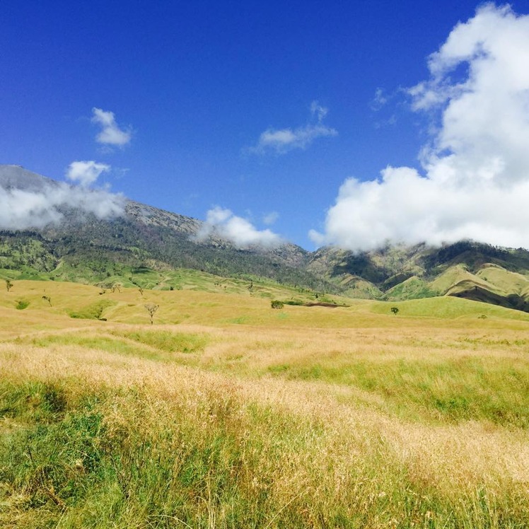 savana on sembalun rute, Mount Rinjani