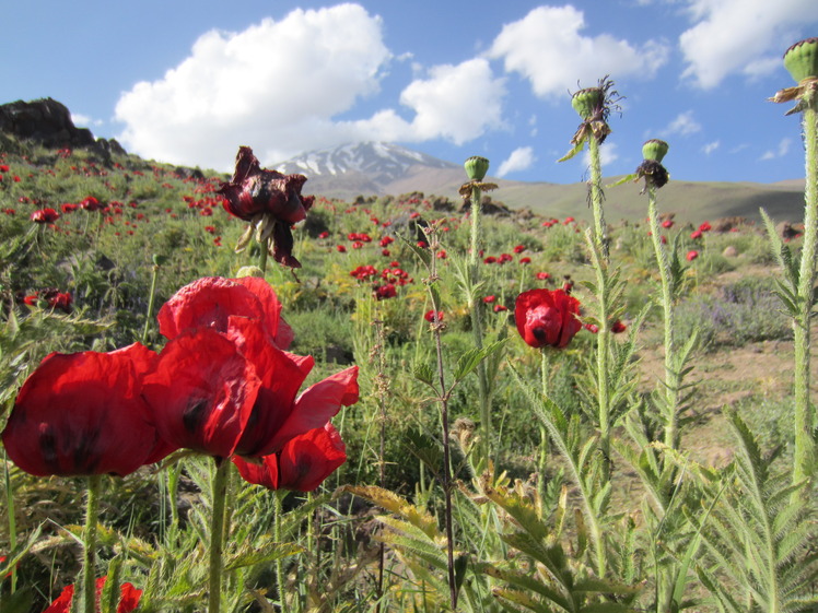 Plain anemones, Damavand (دماوند)