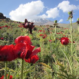 Plain anemones, Damavand (دماوند)