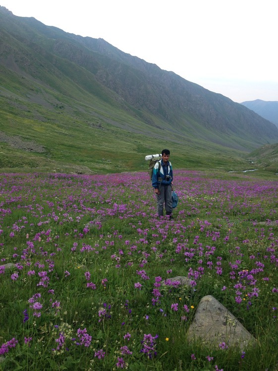 Flowers-1-Yaylalar Valley, Kaçkar Dağı or Kackar-Dagi