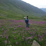 Flowers-1-Yaylalar Valley, Kaçkar Dağı or Kackar-Dagi