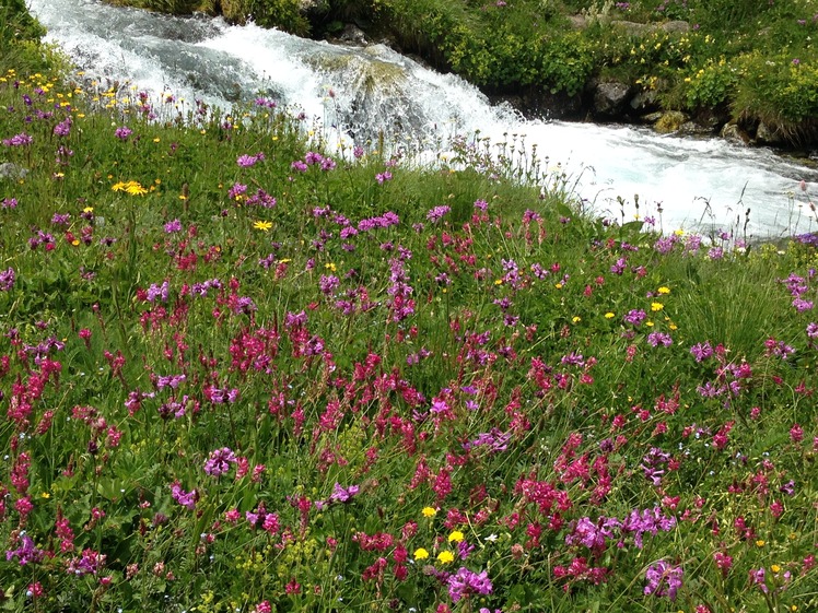 Flowers-2-Yaylalar Valley, Kaçkar Dağı or Kackar-Dagi