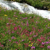 Flowers-2-Yaylalar Valley, Kaçkar Dağı or Kackar-Dagi