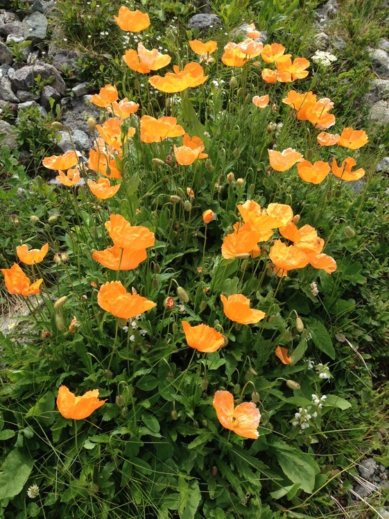 Flowers-3-Yaylalar Valley, Kaçkar Dağı or Kackar-Dagi