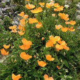 Flowers-3-Yaylalar Valley, Kaçkar Dağı or Kackar-Dagi