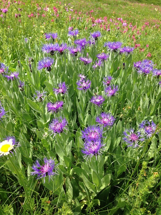 Flowers-4-Yaylalar Valley, Kaçkar Dağı or Kackar-Dagi