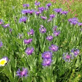 Flowers-4-Yaylalar Valley, Kaçkar Dağı or Kackar-Dagi