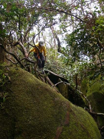 Mount Bartle Frere