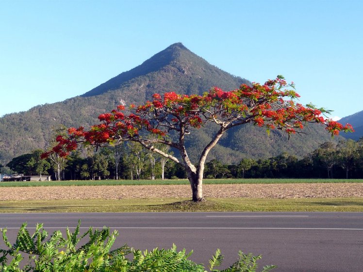 Walsh's Pyramid behind Flame Tree, Walsh's Peak