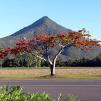 Walsh's Pyramid behind Flame Tree, Walsh's Peak