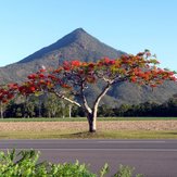 Walsh's Pyramid behind Flame Tree, Walsh's Peak