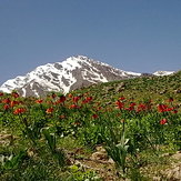 مصطفی خلیلی, سن بران