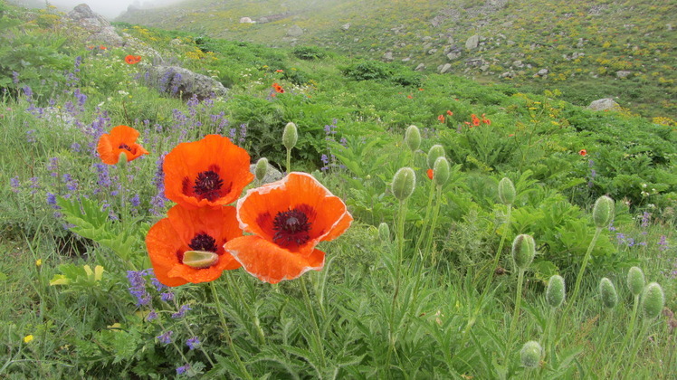 Hillside nature, سبلان