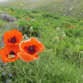 Hillside nature, سبلان