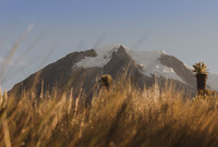 Nevado del Tolima, Azufral photo