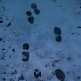 FOOT PRINT