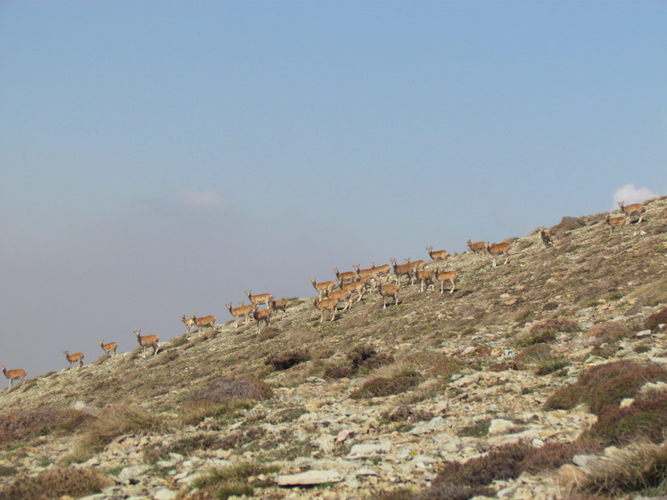 naser ramezani mount vargin, Damavand (دماوند)