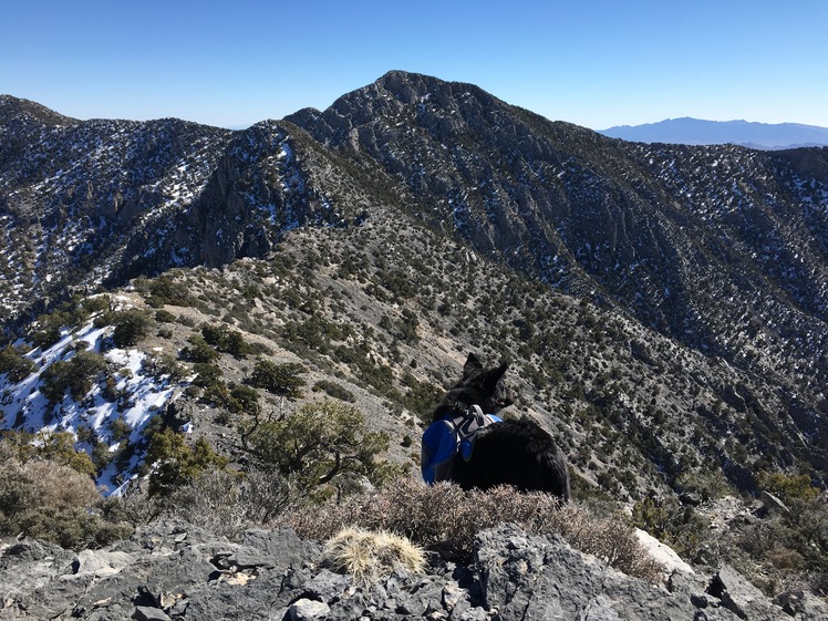 Clark Mountain, Clark Mountain (California)