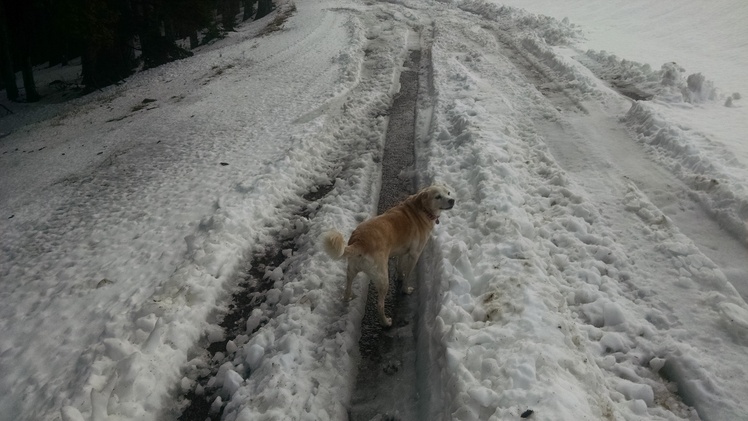 Road up to marys peak parking lot