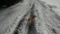 Road up to marys peak parking lot photo