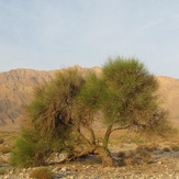 naser ramezani nayband protected area, Mount Binalud