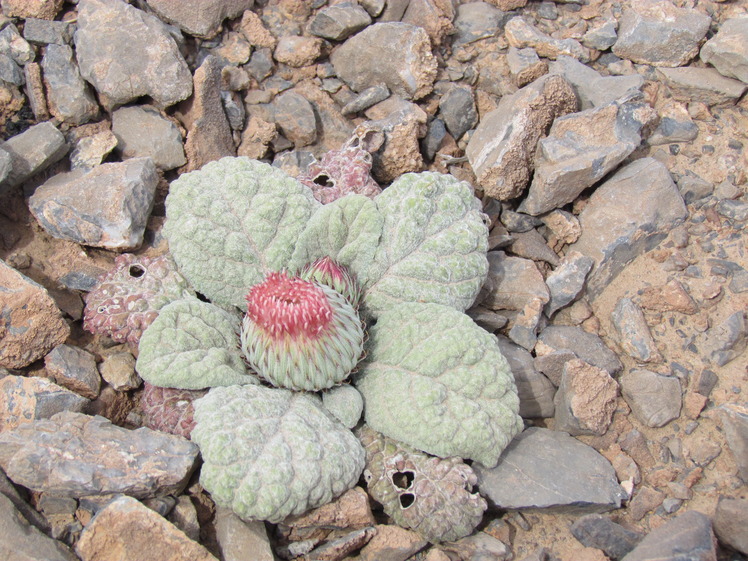 naser ramezani nayband protected area, Mount Binalud