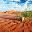 naser ramezani Loot desert