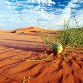 naser ramezani Loot desert, Bazman