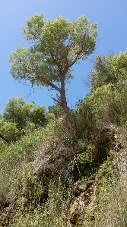 naser ramezani Tamoradi canyon, Dena