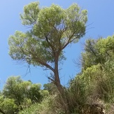 naser ramezani Tamoradi canyon, Dena