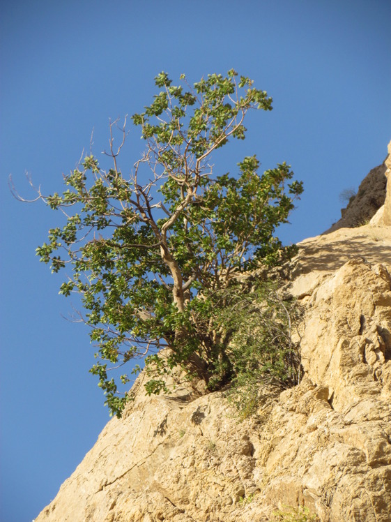 naser ramezani Tamoradi canyon, Dena