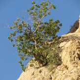 naser ramezani Tamoradi canyon, Dena