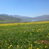 naser ramezani laar protected area, Damavand (دماوند)