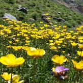 naser ramezani laloon valley, Borj