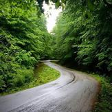 Naser Ramezani Savadkouh Forest, Damavand (دماوند)