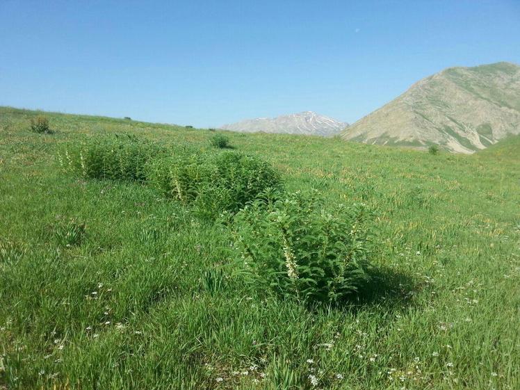 Laar protected area, Naser Ramezani, Damavand (دماوند)