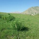 Laar protected area, Naser Ramezani, Damavand (دماوند)