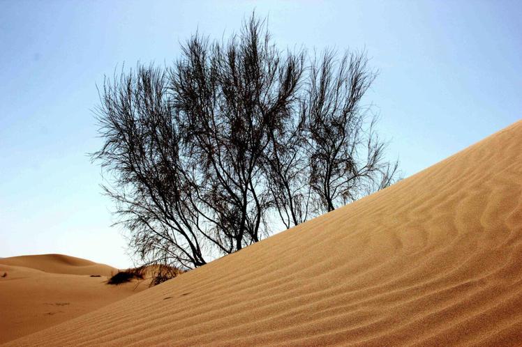 Naser Ramezani Mesr Desert, Karkas