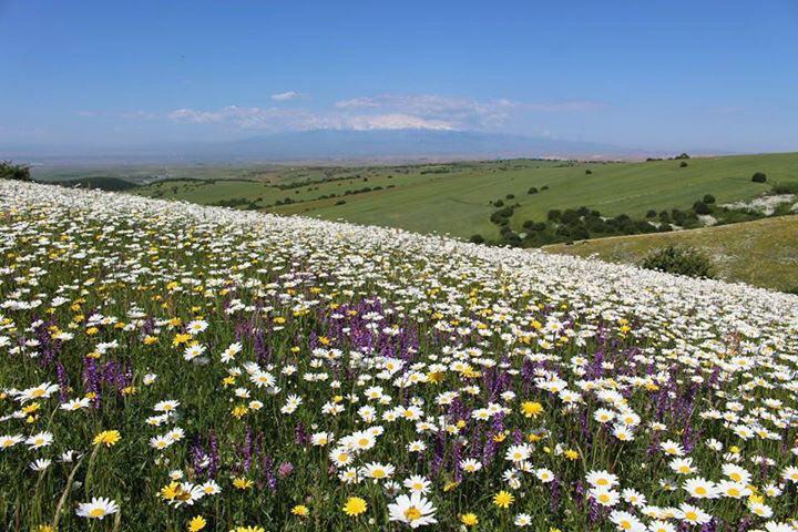 Naser Ramezani Fandoghloo Forest, سبلان