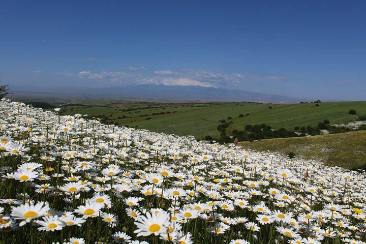 Naser Ramezani Fandoghloo Forest, سبلان