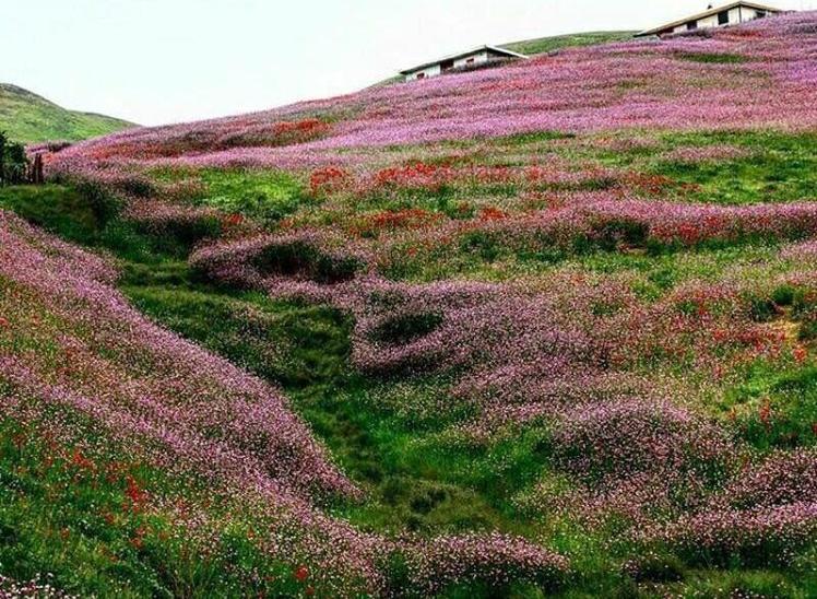 Naser Ramezani Fandoghloo Forest, سبلان