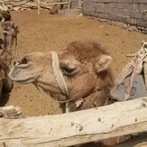 Naser Ramezani Mesr Desert, سبلان