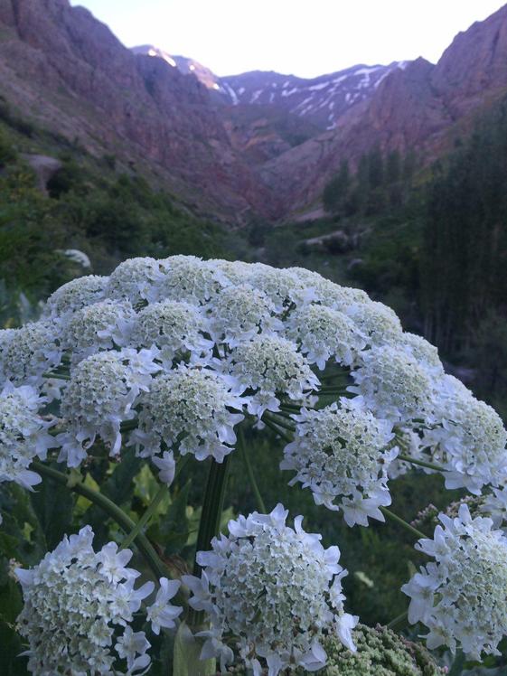 naser ramezani mount kahar, Alam Kuh or Alum Kooh