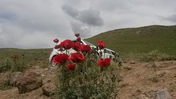 naser ramezani laar protected area, Damavand (دماوند)