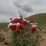 naser ramezani laar protected area, Damavand (دماوند)