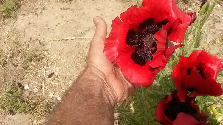 naser ramezani laar protected area, Damavand (دماوند)