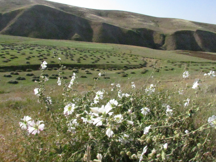 Naser Ramezani Mount Belgheys, تخت سلیمان