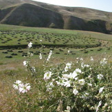 Naser Ramezani Mount Belgheys, تخت سلیمان