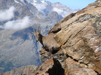 Ibex, Lagginhorn photo